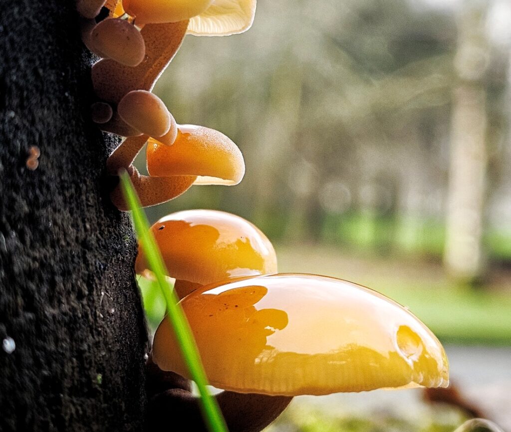 Glistening orange coloured mushrooms grow off the side of a log - trees can be seen in the distance in the background