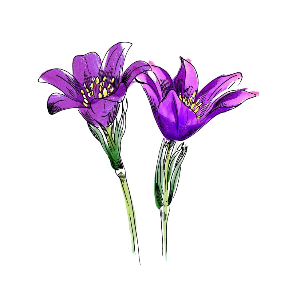 An illustration of Pasqueflower flowers