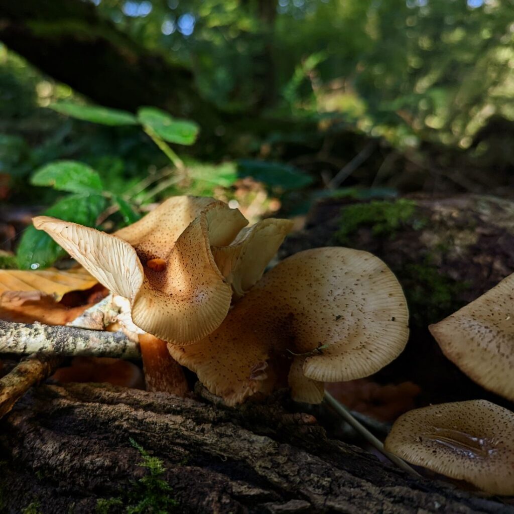 Beige coloured mushrooms grow out of a rotting log, partly visible in the sunshine and partly in the shade.