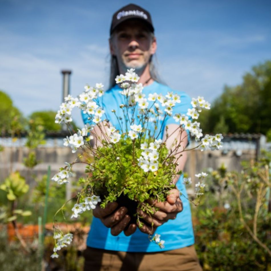 Photograph shows a person holding a plant towards the camera. The plant has green leaves at the bottom and then stems with beautiful white flowers.