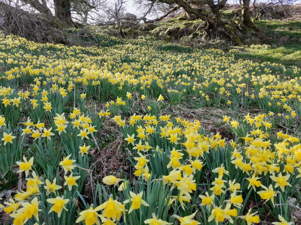 Large swathe of yellow/golden wild daffodils at woodland Coed Hafod Poeth above Dyffryn Conwy