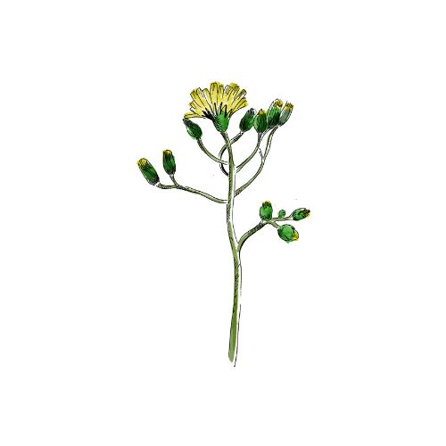 Illustration showing the rare Snowdonia Hawkweed. It has a branched stalk with many buds, and one open yellow flower at the top