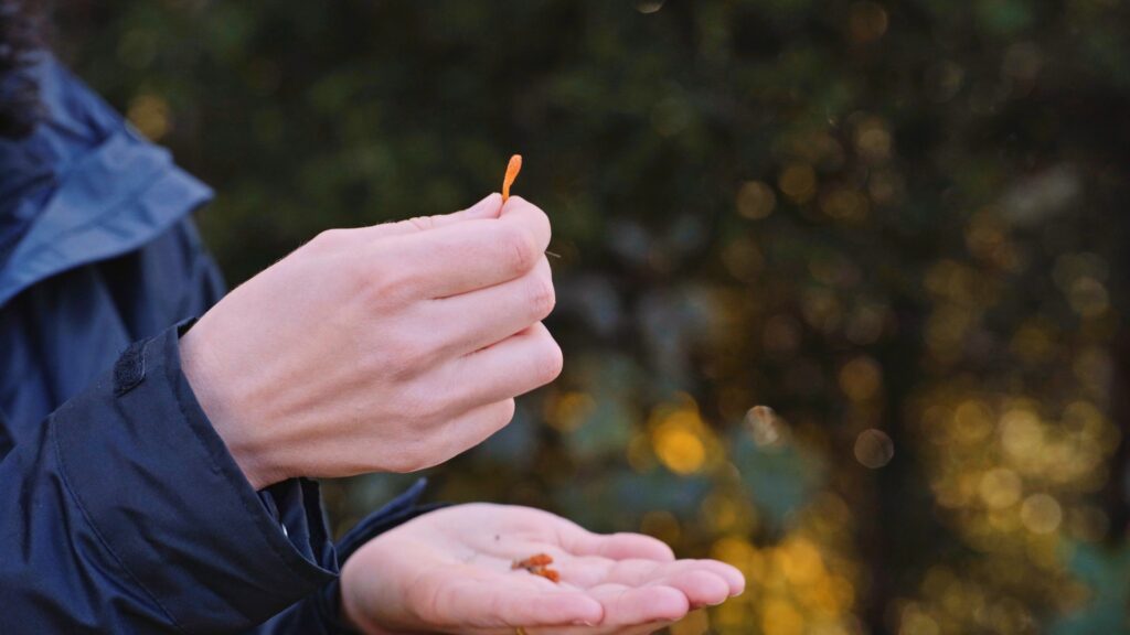 Photograph shows a persons hands holding tiny orange fungi