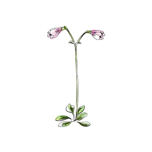 Illustration the rare Twinflower. It has a single stem with two delicate pink flowers.