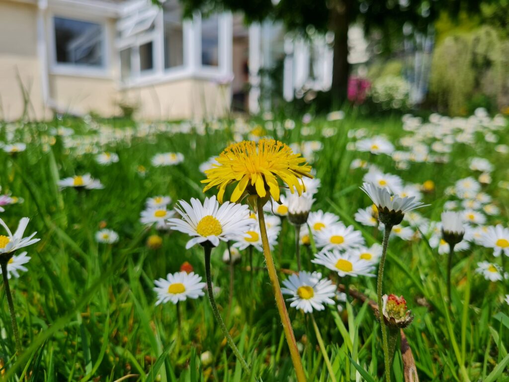 Dandelion and daisies in a No Mow May garden