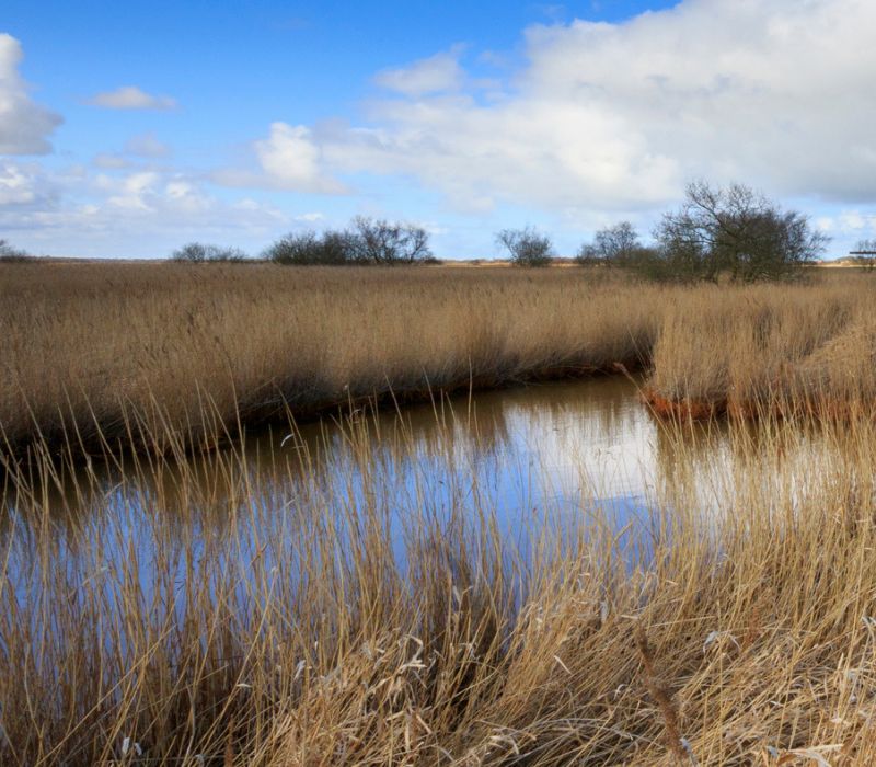 Photograph looks out over the Breckland fens. Water can be seen in the foreground, surrounded by long grasses and a few trees on the horizon