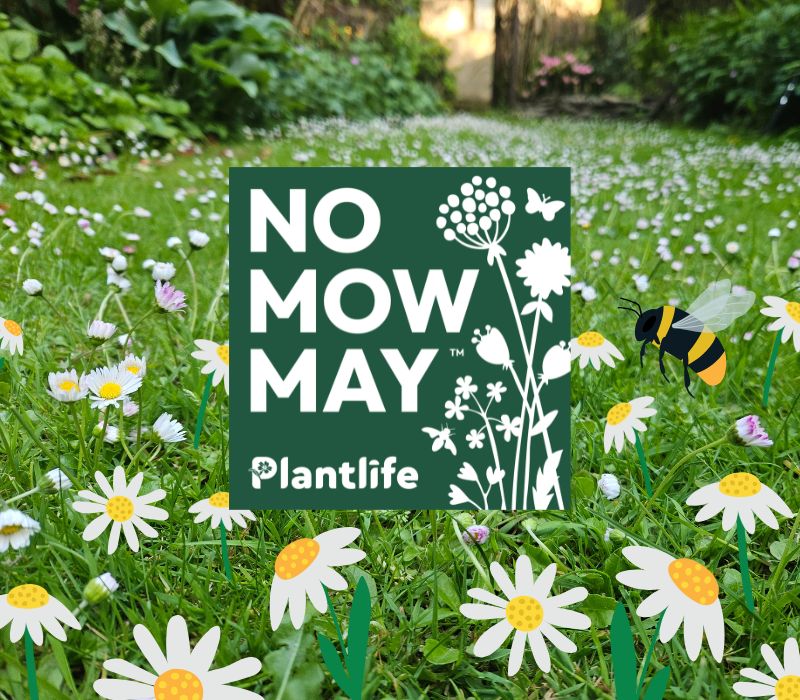 Photo shows a lawn filled with daisies with a No Mow May campaign logo in the middle