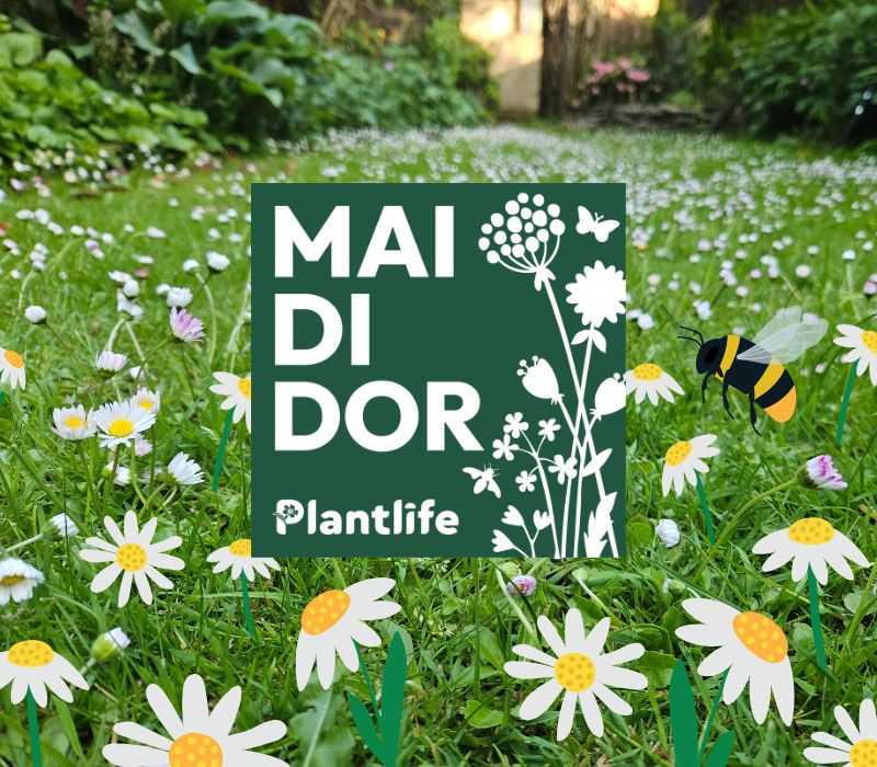 Photo shows a lawn filled with daisies with a Mai Di Dor campaign logo in the middle