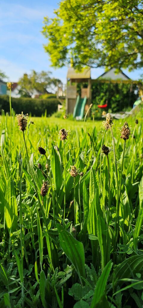 A garden with longer grass and shorter grass, taking part in No Mow May