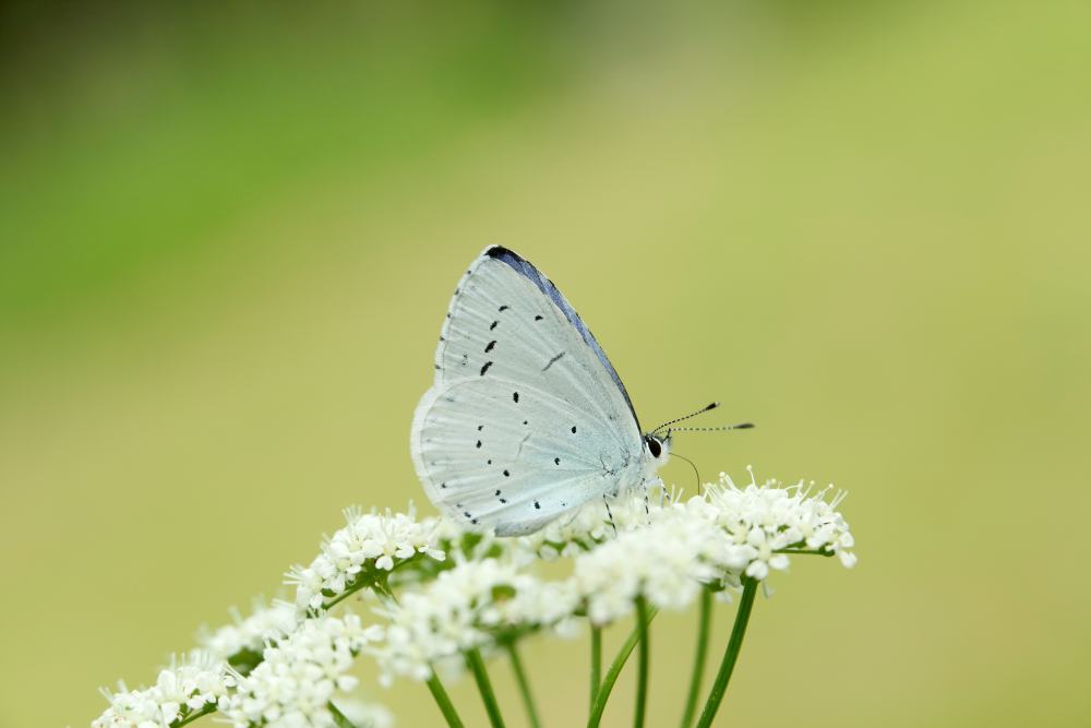 Photograph shows a Holly Blue butterfly on a wildflower. The butterfly is photographed side on and you can see the pretty pale blue wing pattern.