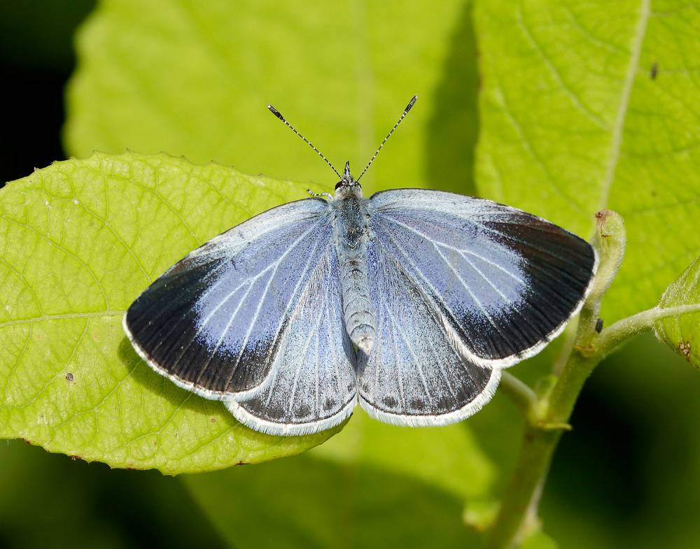 Holly Blue The Holly Blue is a small, powdery blue butterfly with a delicate flight. In May, you might spot it flying high around bushes and trees, particularly Holly bushes, which it lays its eggs on in spring.
