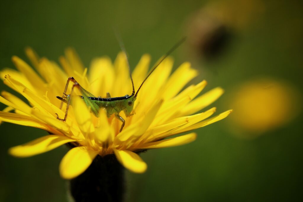Juv. Grasshopper on a yellow Rough Hawkbit - smaller