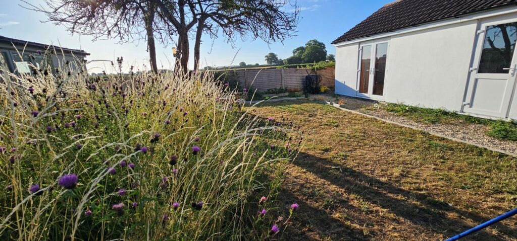 No Mow May garden