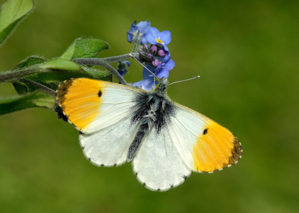 Photograph shows a close up of an Orange Tip butterfly on a Forget-me-not. The butterfly has it's wings open towards the camera. They are a creamy colour with orange tips.