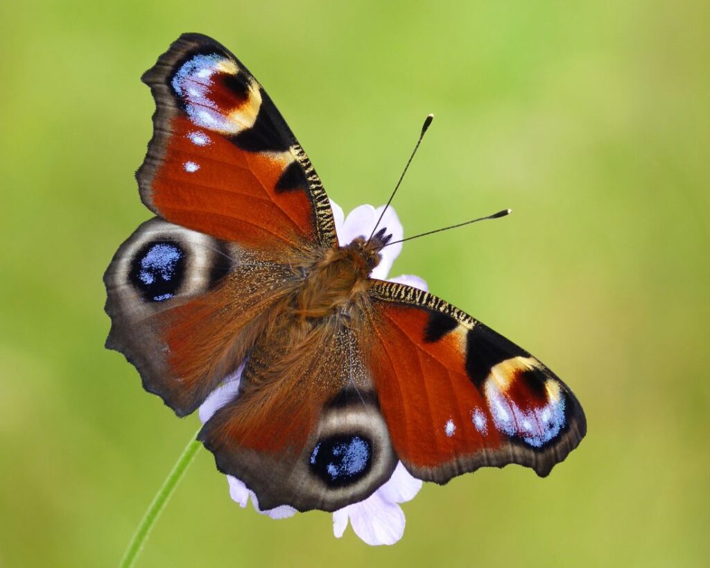 Photograph shows a close up of a butterfly with outstretched wings on a Cuckooflower.