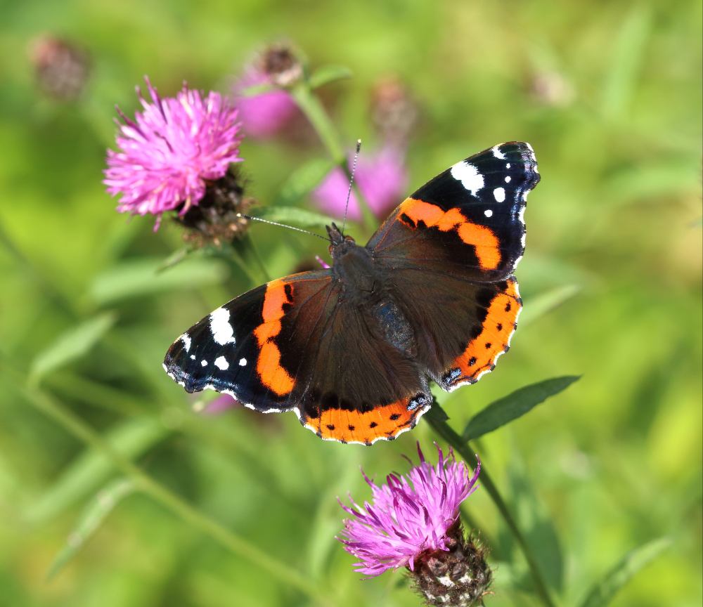Photograph shows a Red Admiral Butterfly landing on wildflowers in a longer lawn,