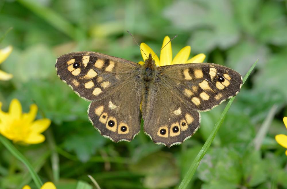 Photograph shows a beautiful Speckled Wood butterfly with it's wings open, perched on a yellow flower. The butterfly has brown wings with light yellow patches on them.