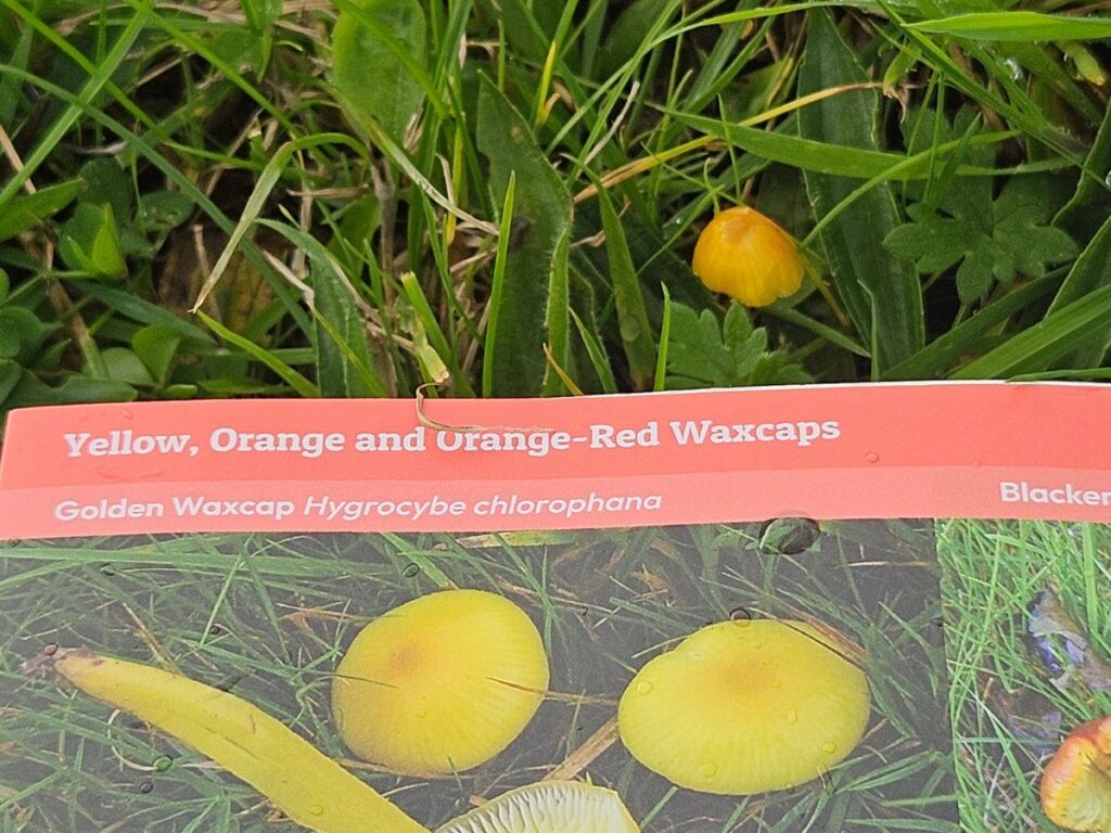 A yellow waxcap can be seen poking up through the grass, next to a copy of Plantlife's Waxcap ID Guide as a person tries to identify the species