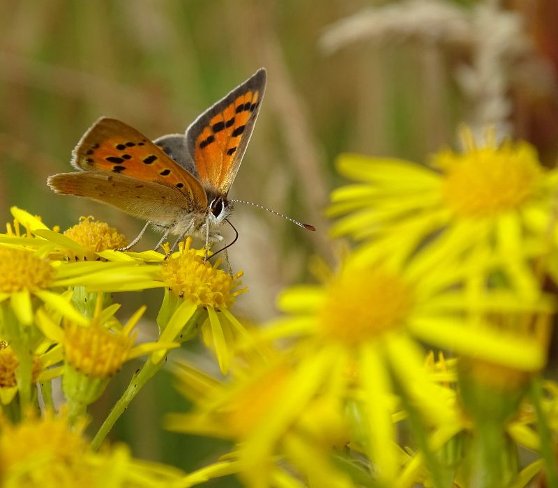 Photo shows a beautiful butterfly with orange and dark brown markings, landing on a bright yellow flower.