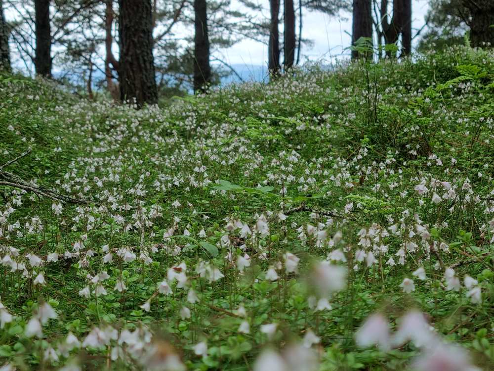 Photograph shows a close up of the forest floor focussing on the beautiful, delicate pink Twinflower blooms. There are hundreds of them stretching back through the forest.