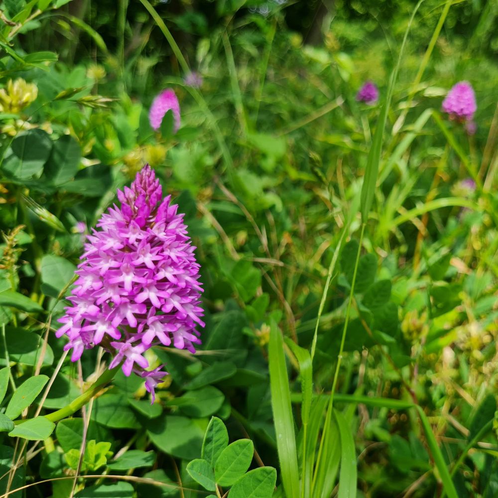 Photo showing a gorgeous bright pink Man Orchid at Ranscombe Farm Nature Reserve with other Man Orchids in the background amongst the grass
