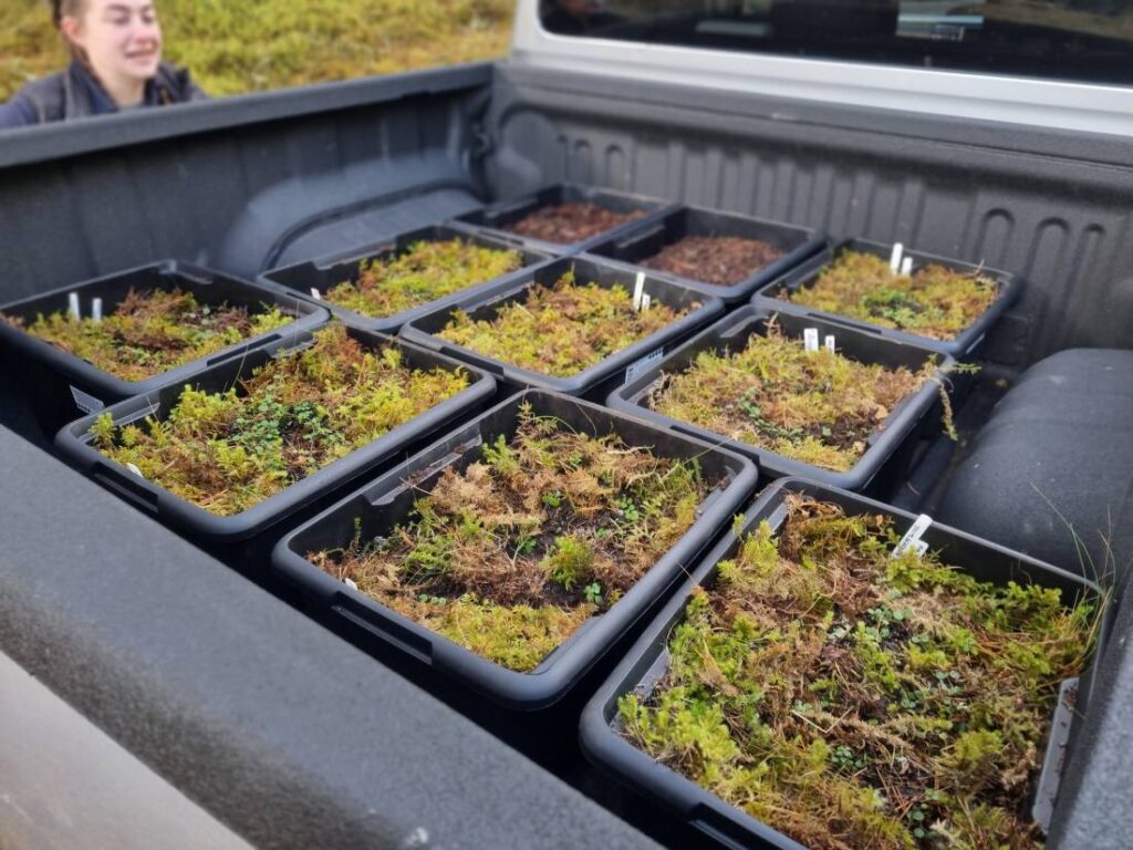 Photograph shows boxes of Twinflower plants in the back of a pick up truck ready to be translocated