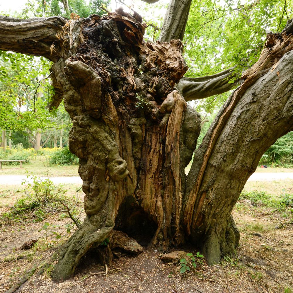 Photograph shows an ancient tree with woodland in the background
