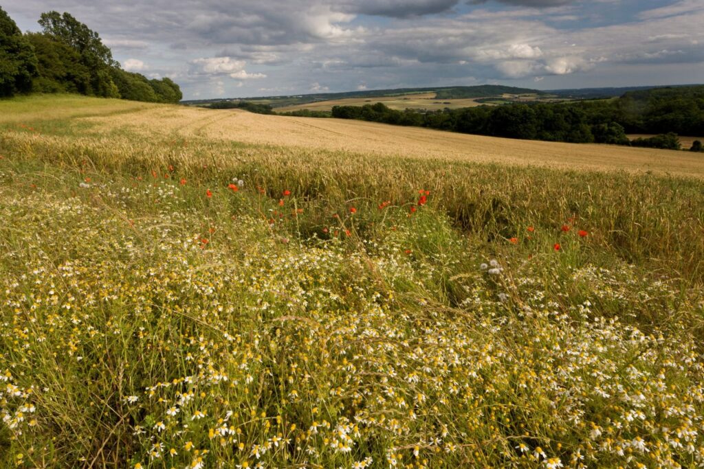 A meadow