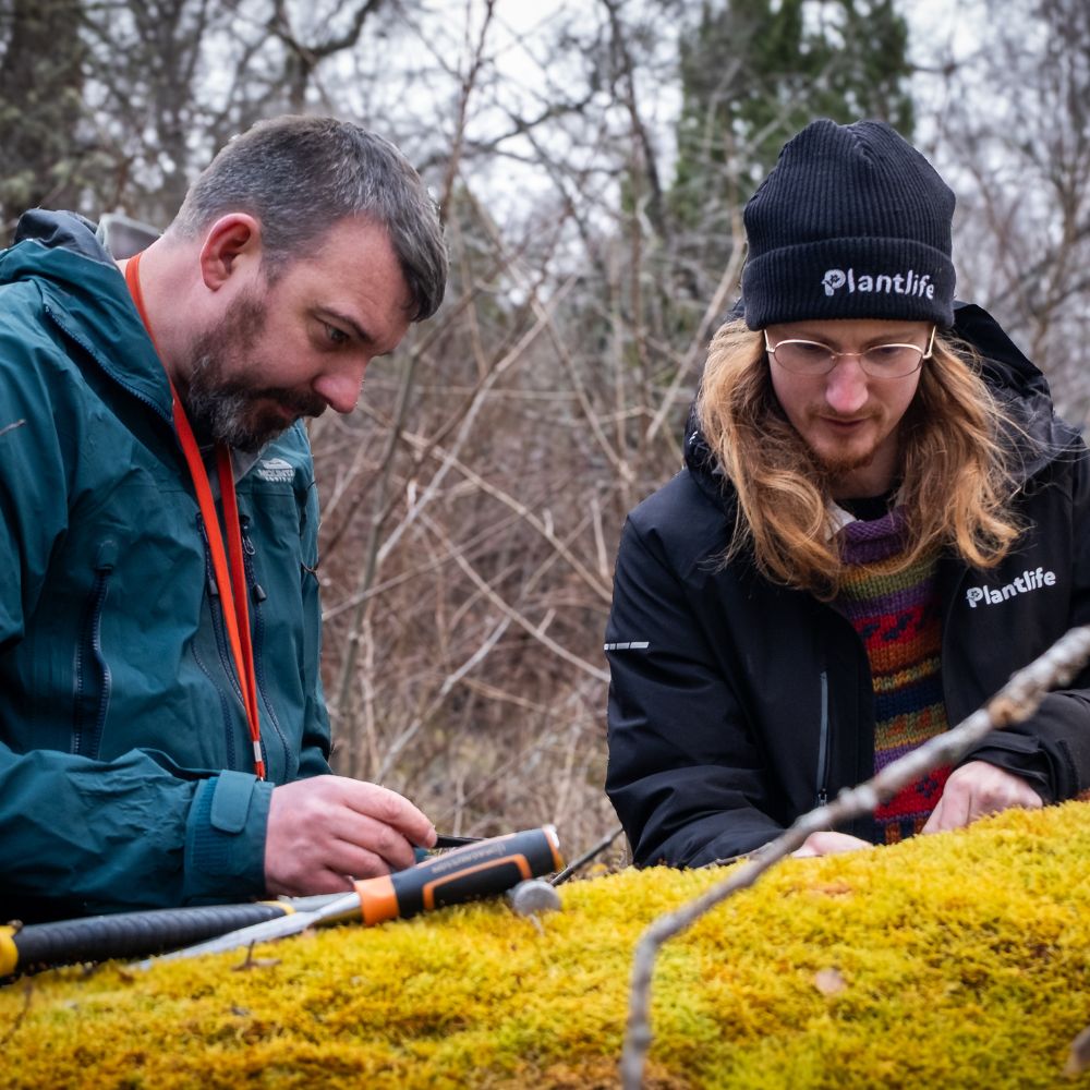 Photograph shows 2 people standing next a fallen tree which holds Scotlands largest population of the rare Aspen Bristle-moss.