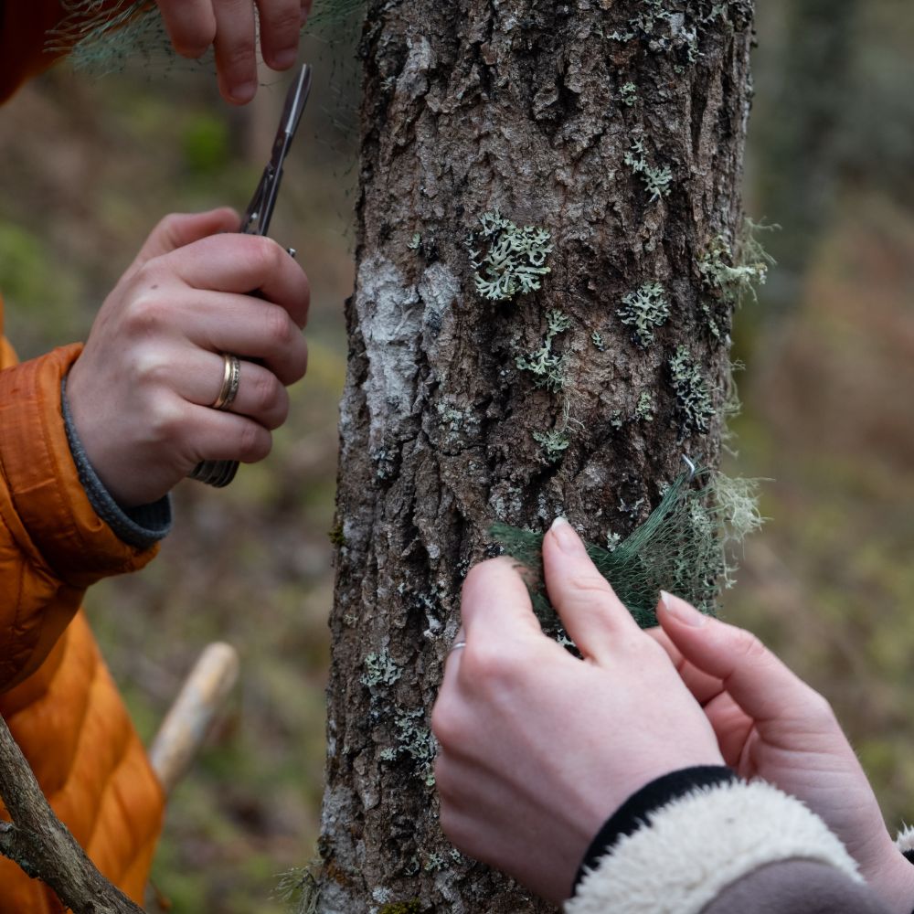 Photograph shows a close up of 2 peoples hands placing moss onto a tree trunk as part of a translocation