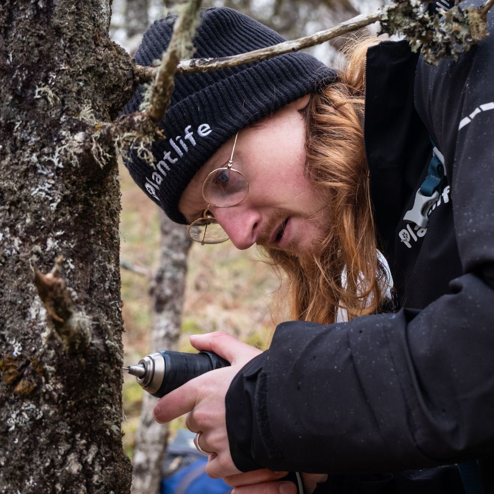 Photograph shows Plantlife's Senior Ecological Advisor Sam Jones, standing next to a tree. He is using a drill to perform a translocation of a rare moss.