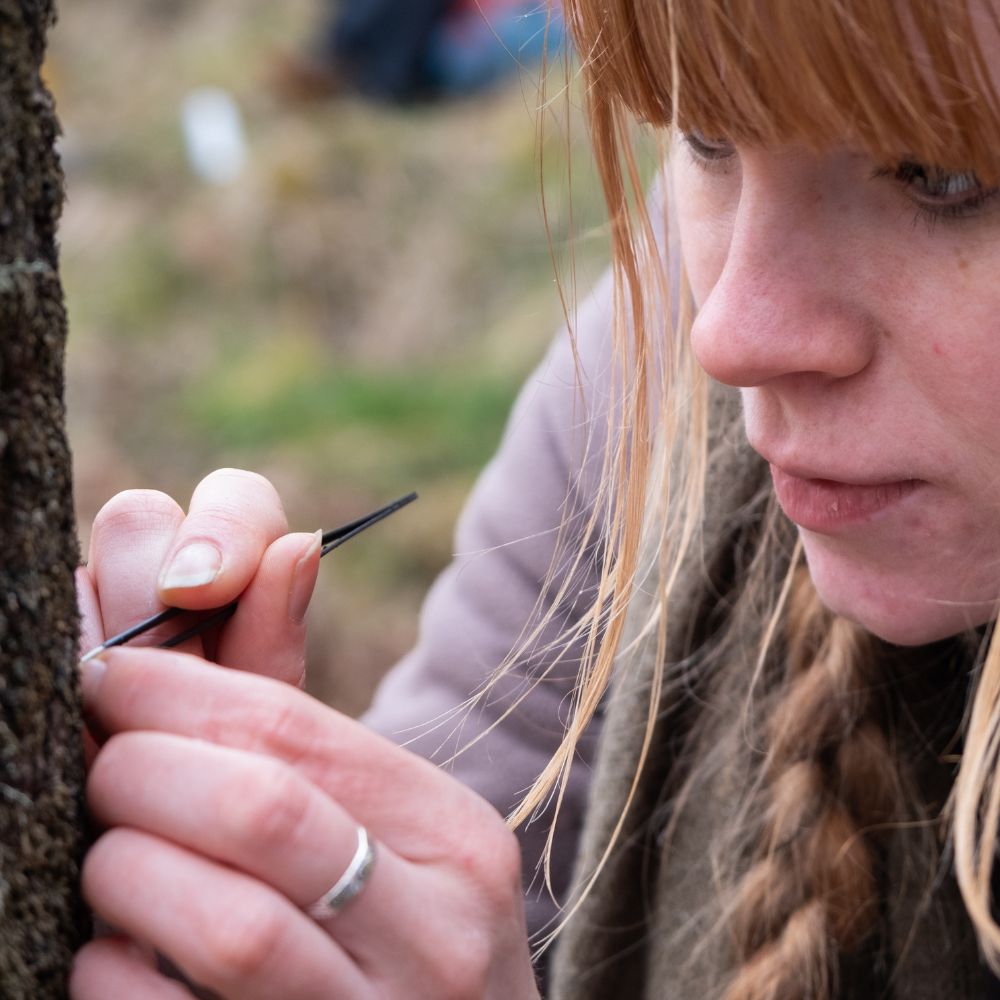 Photograph shows a close up of a person preforming what is believed to be the worlds first epiphytic translocation