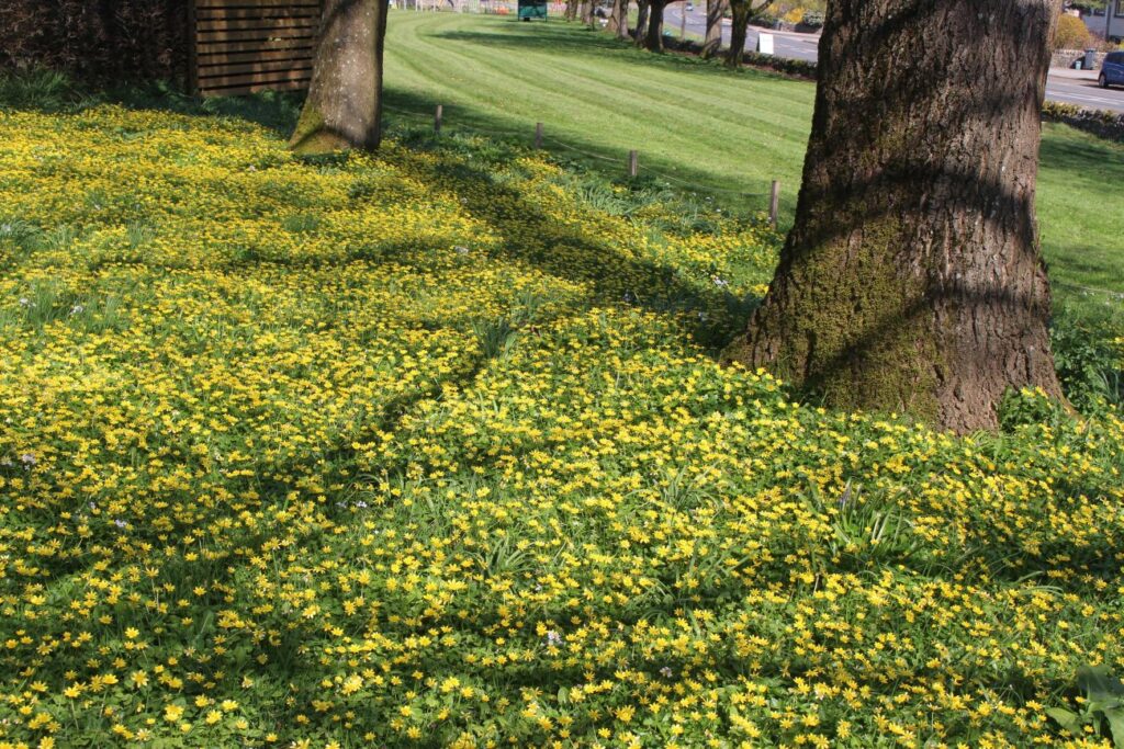 Wildflowers growing in a community area such as Celandines, with trees in the background