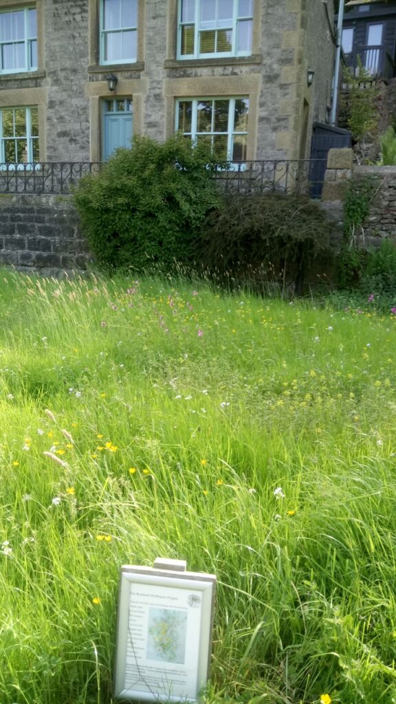 A No Mow Movement area with colourful wildflowers and long grasses. A small sign is at the front.