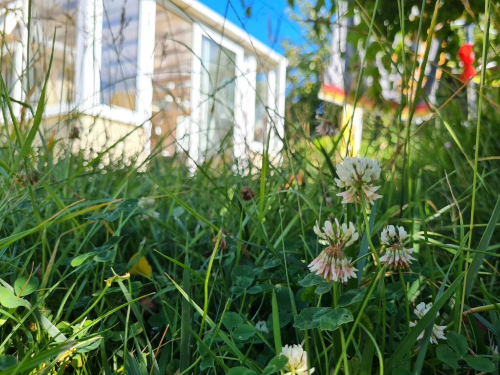 A No Mow May area in July with grass and small white flowers called clovers