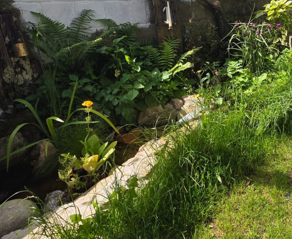 Photograph shows long grass along the border of a garden. A pond is shown behind the long grass border.