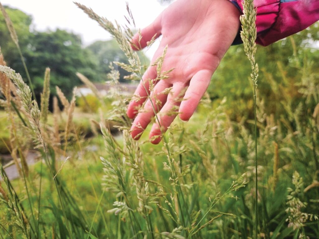 Photograph shows a child's hand moving through long grasses