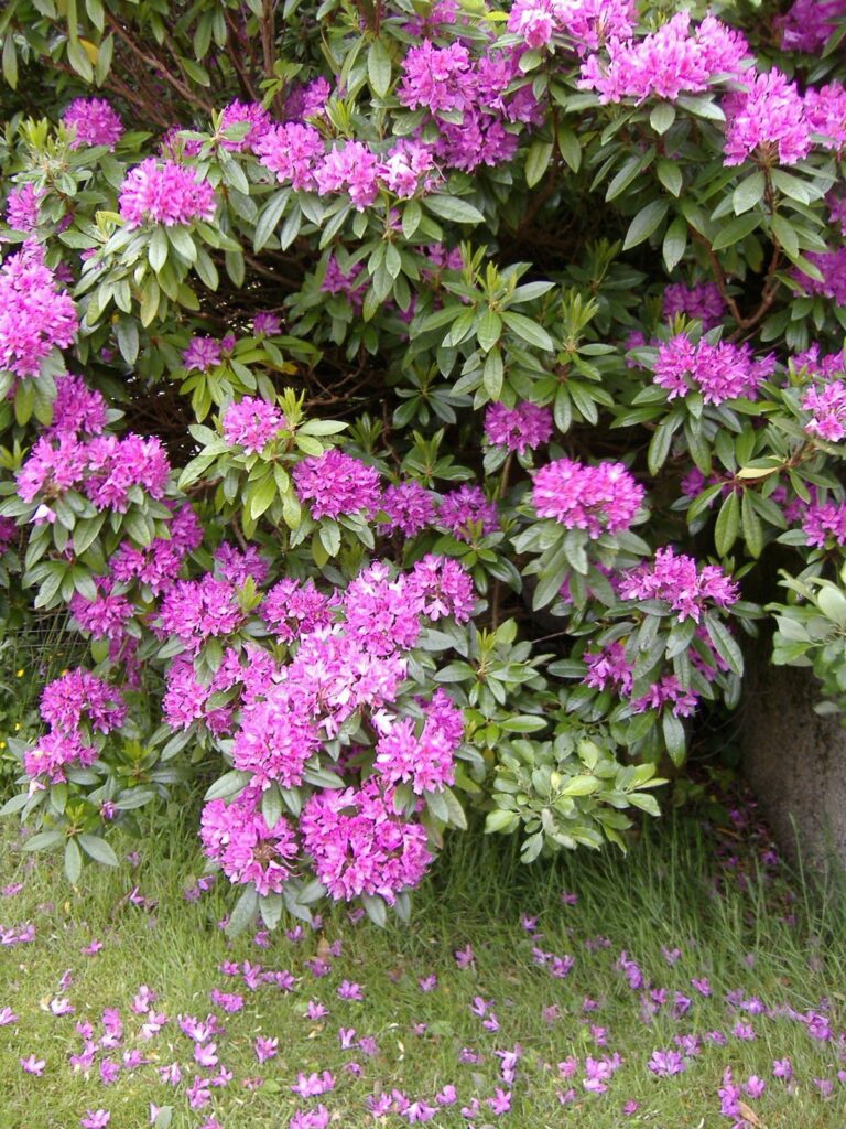 A large plant with green leaves and pink flowers