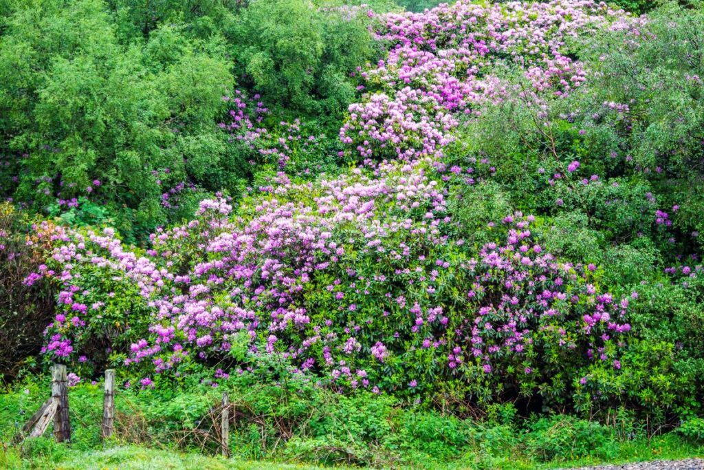 A landscape with green shrubs and pink flowers