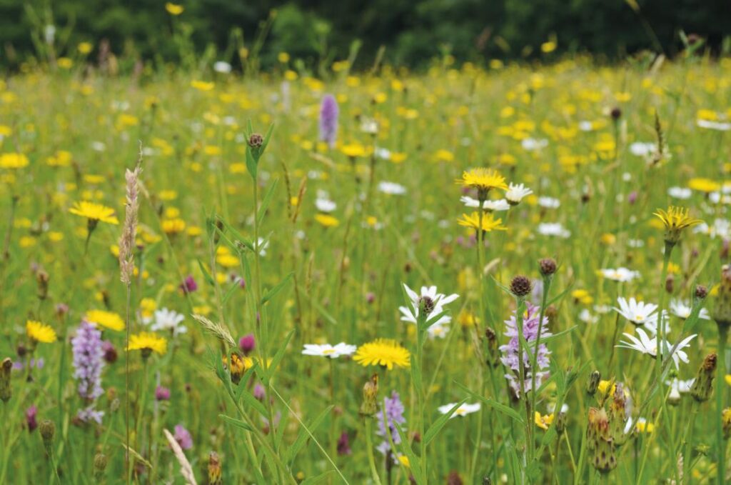 Photograph shows a view across a wildflower meadow at Ryewater Farm Nature Reserve