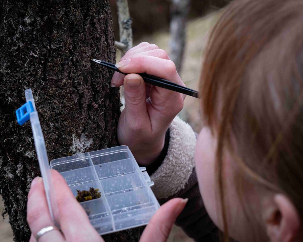 Photograph shows a person knelt at the side of a tree using tweezers to carefully place moss as part of a translocation process.