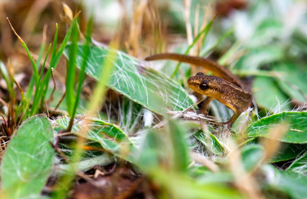 Photograph shows a small Smooth Newt crawling through long grass