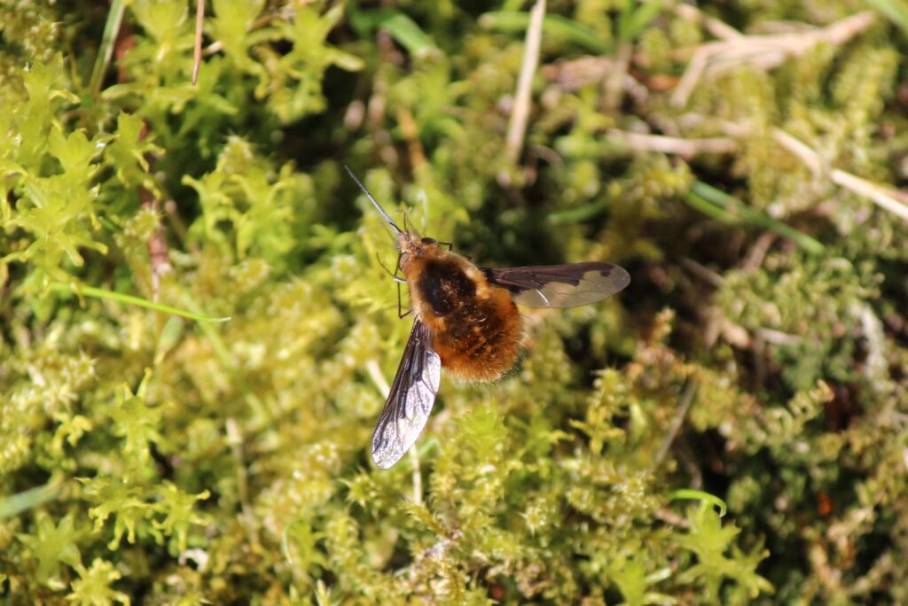 A Dark-edged Bee-fly