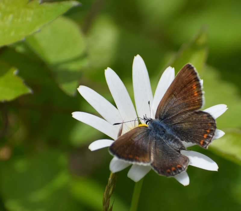 Photograph shows a brown coloured butterfly perched on top of a white flower with lots of petals
