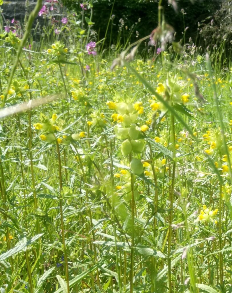 Wildflowers and grasses in a No Mow Movement area including Yellow Rattle