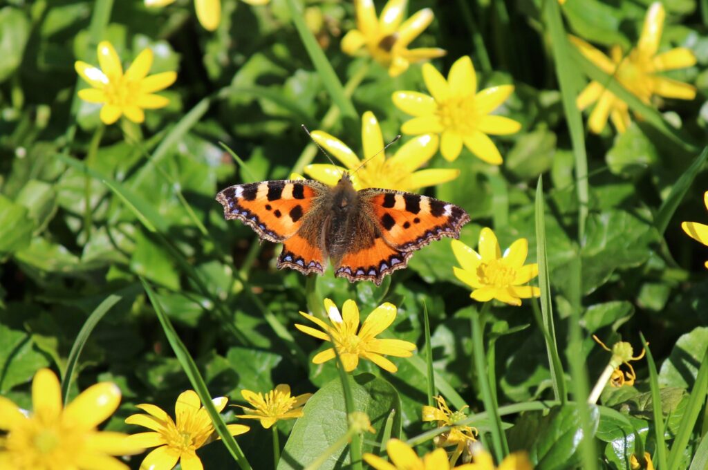 A butterfly on some yellow flowers