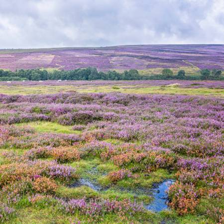 A bog landscape with grass and peatland.