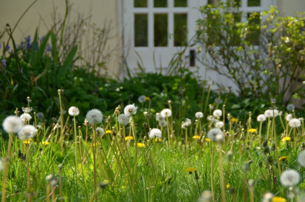 Photograph shows a lawn with a house behind it - the lawn is filled with Dandelions that have turned to seed