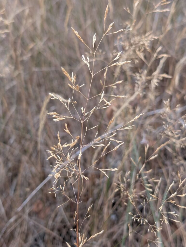 Photograph shows the beautiful Common Bent grass growing in a grassland