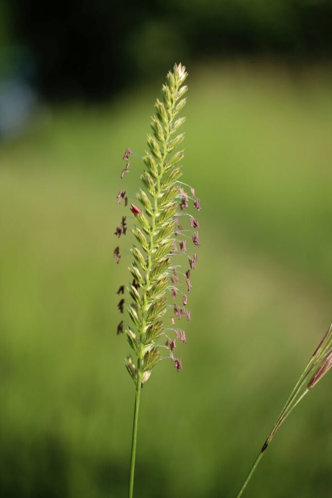 Photograph shows the unique flower head of Crested Dog's-tail so called because it's looks resemble the fluffy animals tail